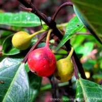 Ficus nervosa Roth
